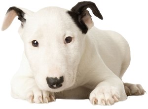 HD-Bull-Terrier-Puppy-Wallpaper